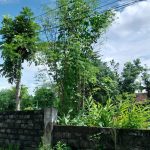 Pohon Kelor Salah Satu Tanaman Favorit yang Tumbuh di Pagar Warga