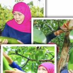 Gubernur Khofifah Apresiasi Alpukat Kelud sebagai Produk Unggulan Kediri