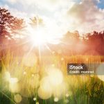 Sunrise and bokeh over paddy rice field. Paddy field farming at sunrise.