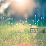 Early morning sun shining on wildflowers or weeds growing in a grassy field.  The foreground plants and grass are slightly out of focus, and shallow depth of field blurs everything behind the plants in the immediate foreground.  The sun appears as a bright glow shining from the top center of the frame. Bokeh effect is evident.