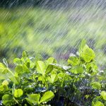 Clover field irrigation