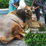 An Asian cow for livestock and the children.
