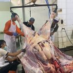 Tips Menyembelih Hewan Kurban Sesuai Syariat dan Kesejahteraan Hewan