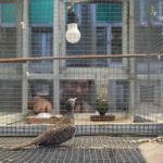 TEKUN: Imron Mahmudi merawat burung Perkutut.