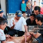 Bandung, Indonesia - June 17, 2024: Some men are slaughter the Eid al-Adha sacrificial cow.
