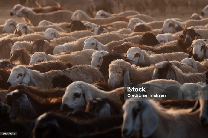 istockphoto-503170742-1024x1024
