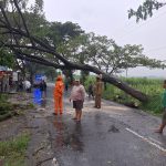 Pohon Trembesi Tumbang Timpa Kabel PLN, Akses Jalan di Sembon Sempat Lumpuh