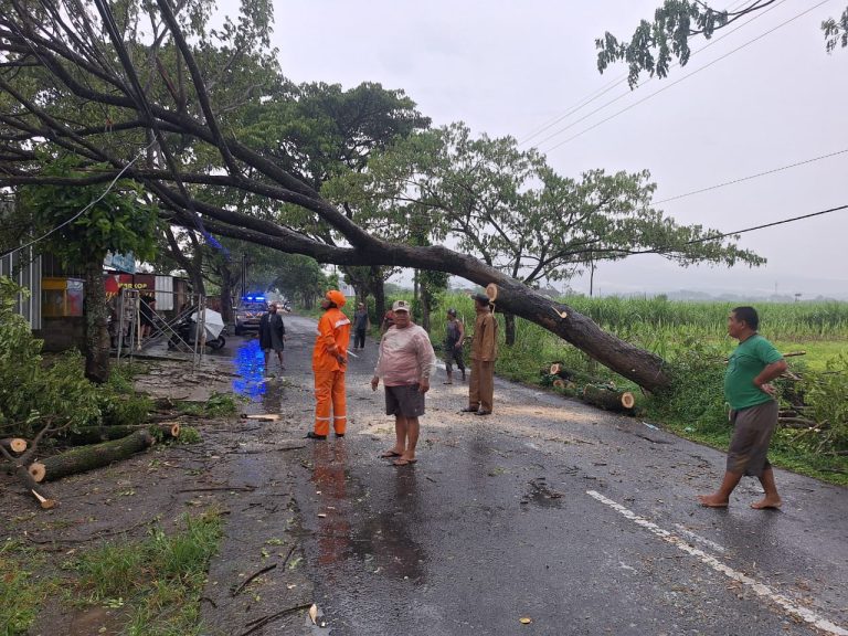 Pohon Trembesi Tumbang Timpa Kabel PLN, Akses Jalan di Sembon Sempat Lumpuh