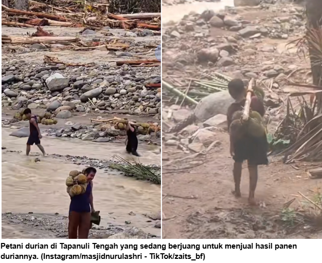 Perjuangan Petani Durian Sumatera Pascabencana: Pikuli Hasil Panen Lewati Medan Rusak