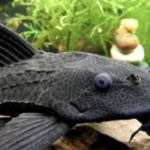 Tak Cukup Dibuang, Ini Penyebab Ikan Sapu-Sapu Harus Dikubur